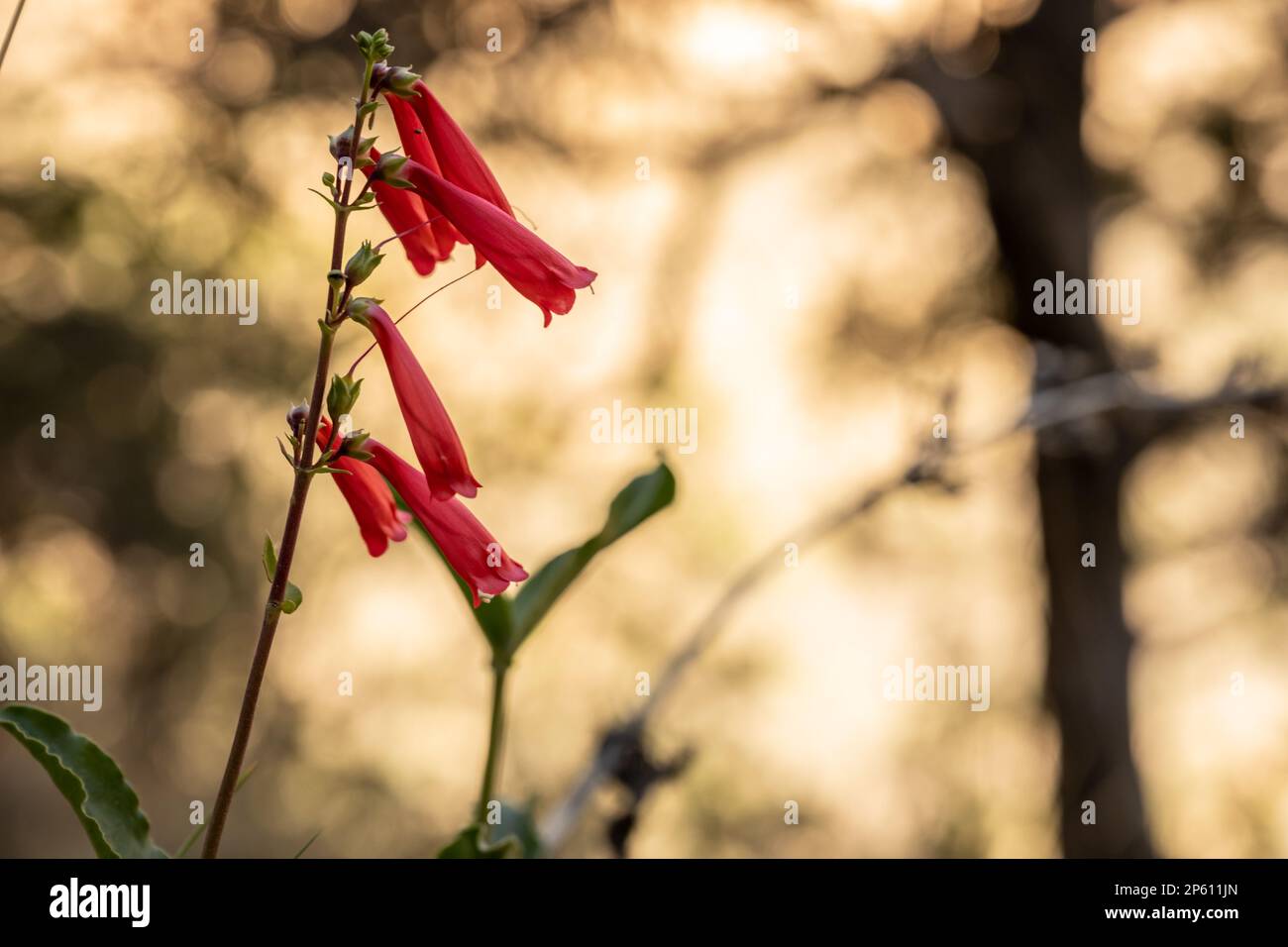 Close Up of Firecracker Penstemon Blossoms with copy space to right Stock Photo