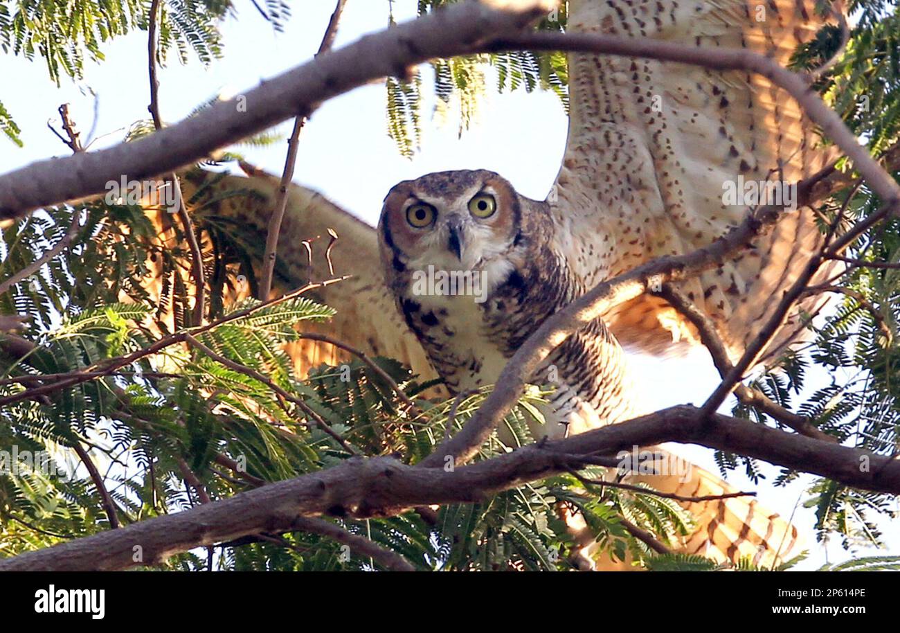 One of the three Great Horned Owls rehabbed by the Texas State Aquarium