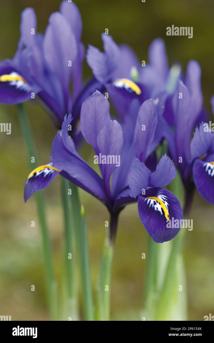 purple flowers dwarf iris reticulata Stock Photo