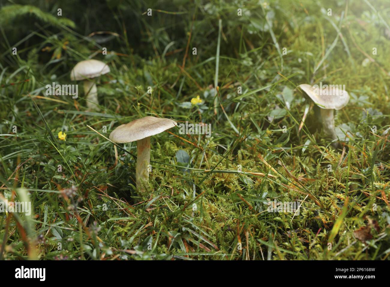 Many poisonous mushrooms growing in green forest Stock Photo