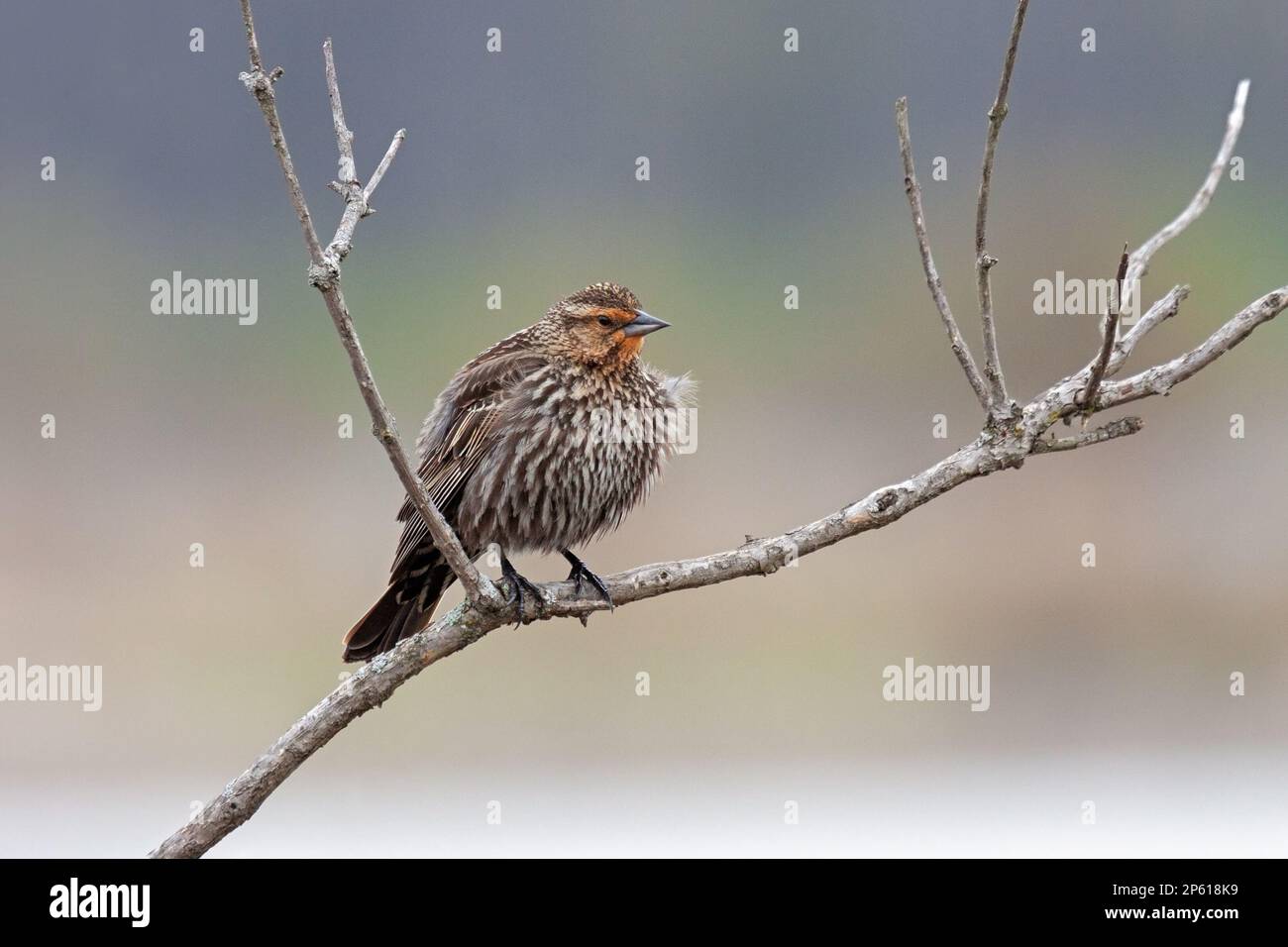 With a red colored face and windblown feathers, a female red-wing blackbird perched on a branch. Soft colors of springtime in the background. Stock Photo