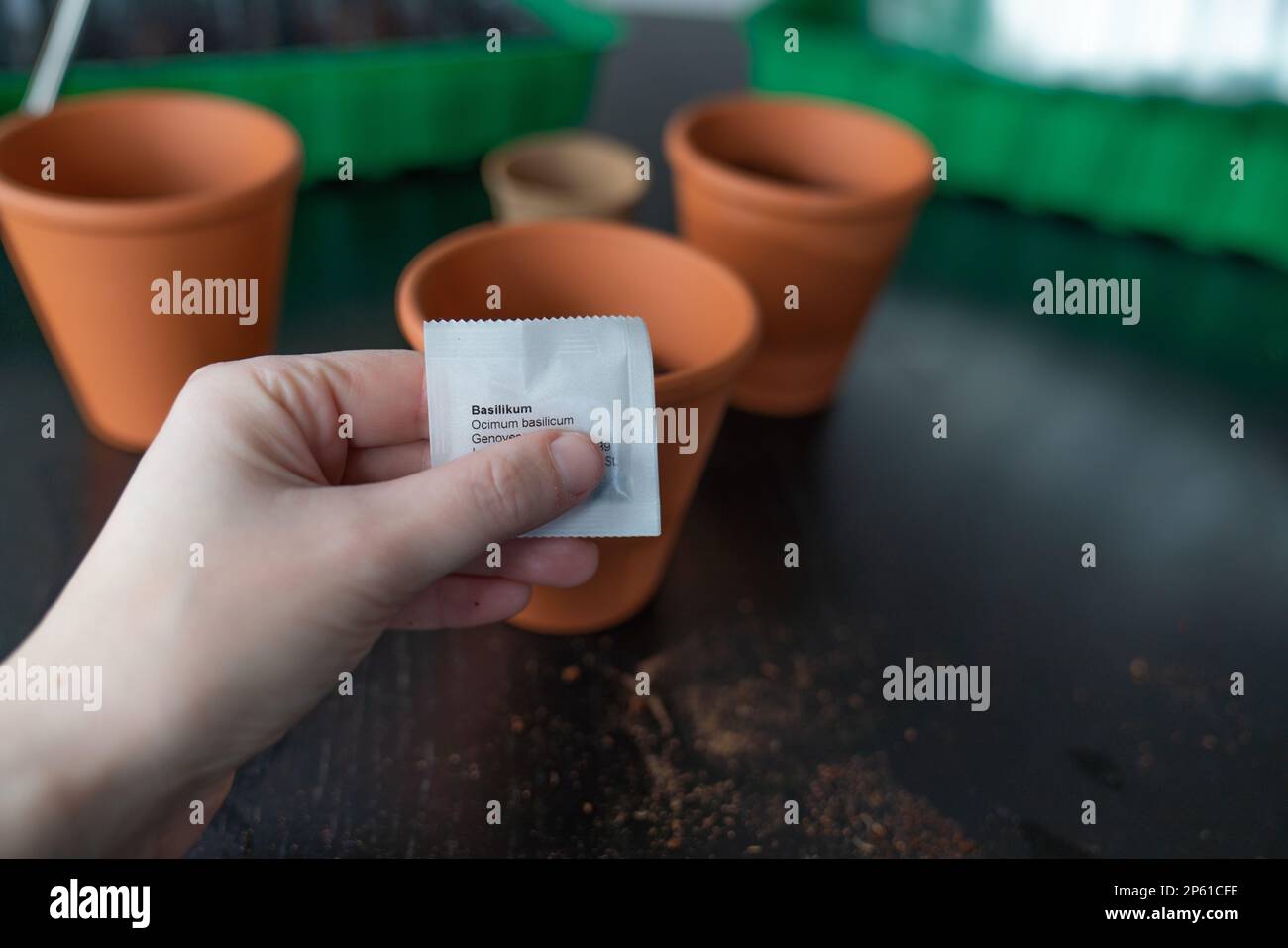 Planting seeds of basil in a terracotta pot. Stock Photo