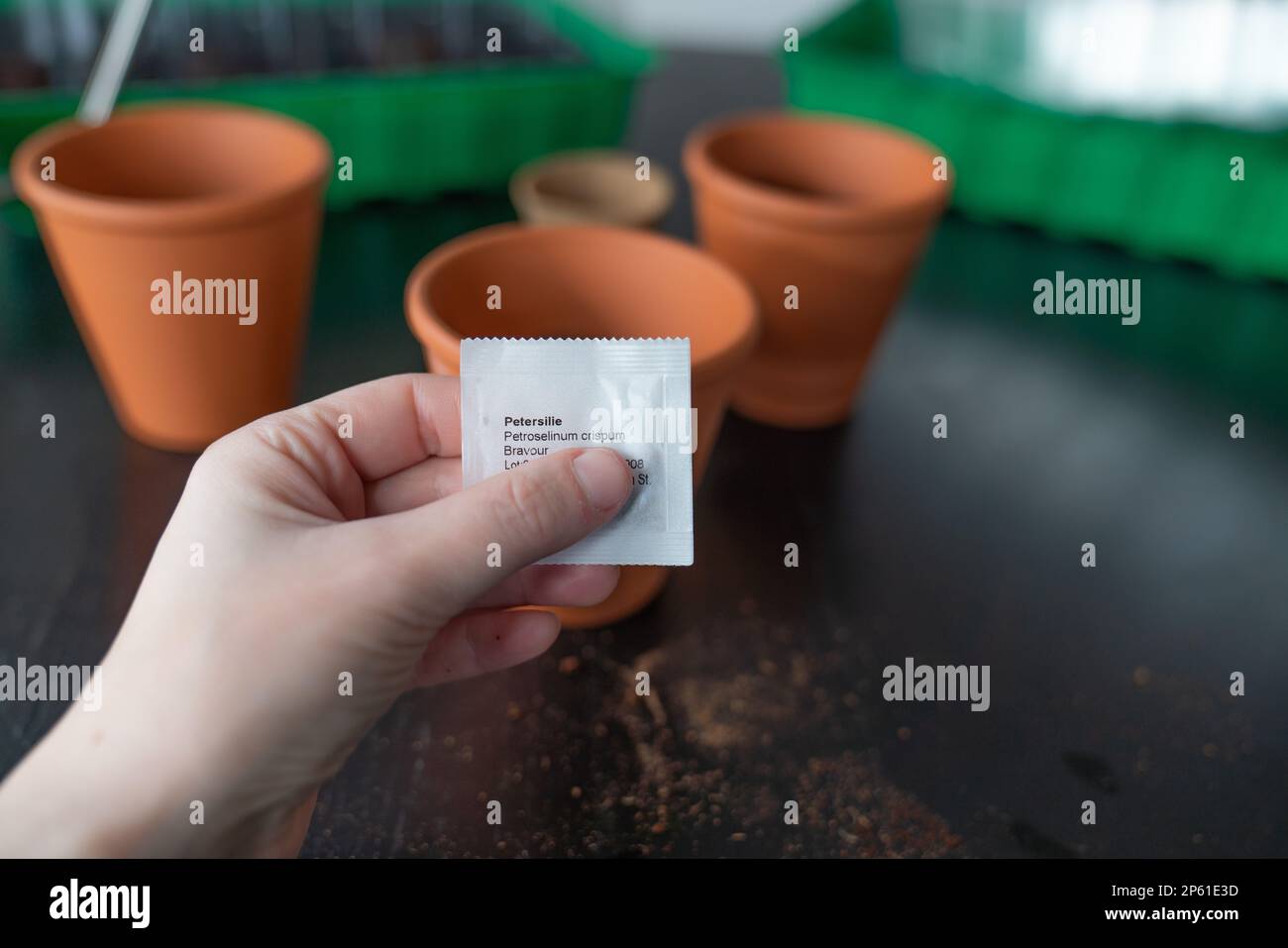 Planting seeds of parsley in a terracotta pot. Stock Photo
