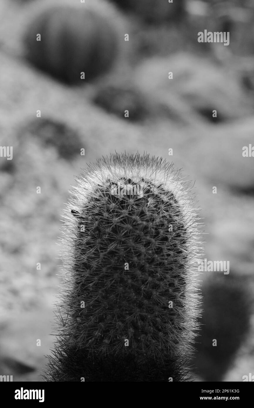 Tough succulent plants growing in the dry desert environment in a black and white monochrome. Stock Photo