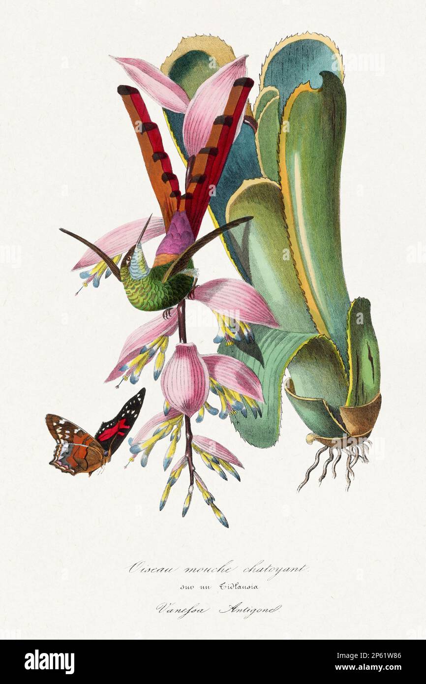 Bird illustration. Hummingbird orchids and butterfly Stock Photo