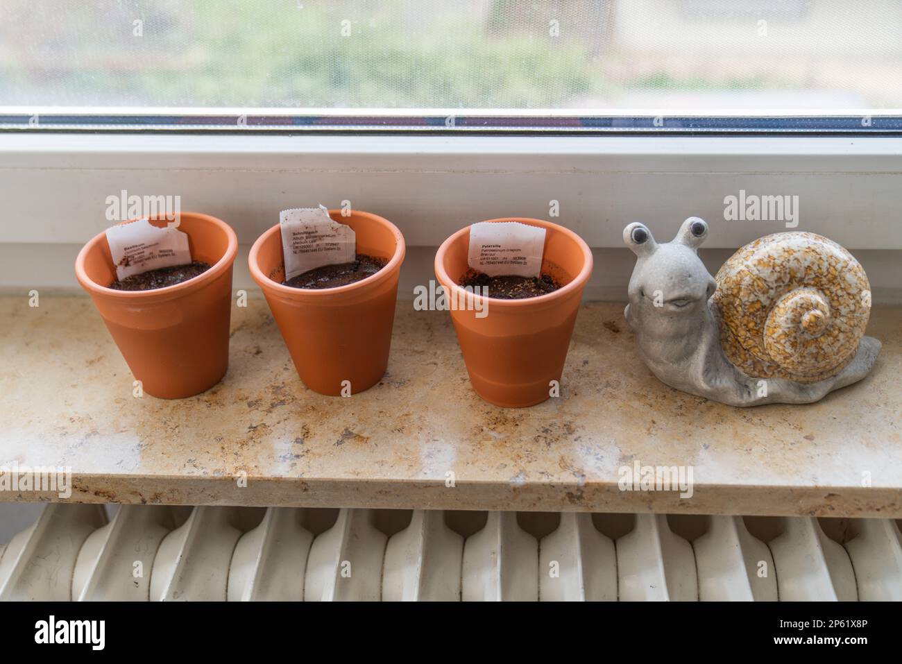Fresh Homegrown Herbs in Terracotta Pots on Sunny Windowsill Stock