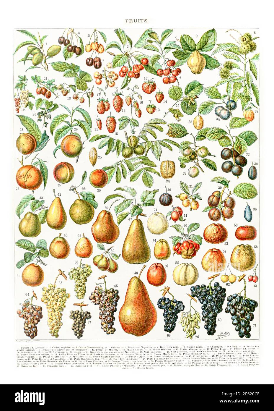 Vintage Illustration of Fruits, French Poster by Adolphe Millot 1900's Stock Photo