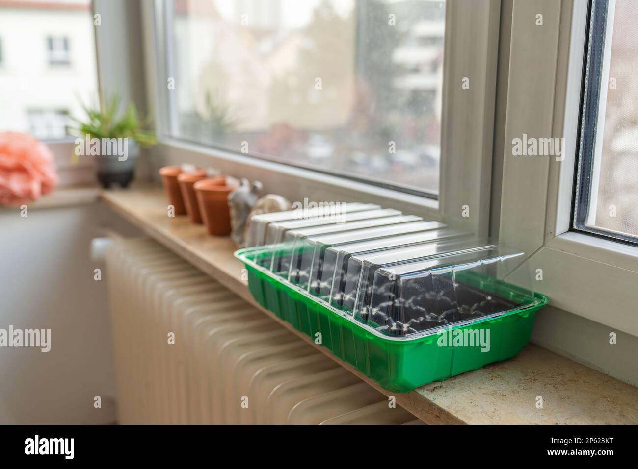 Mini greenhouse for seedlings on the windowsill. Stock Photo