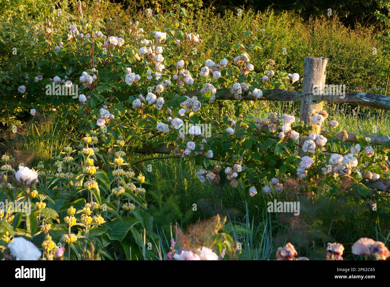 rambling pink roses cascade over a wooden fence in late evening sunlight Stock Photo