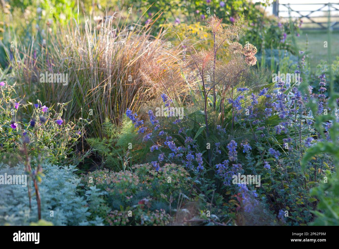 Catmint (nepeta) sits alongside foliage plants and grasses in a summer ...