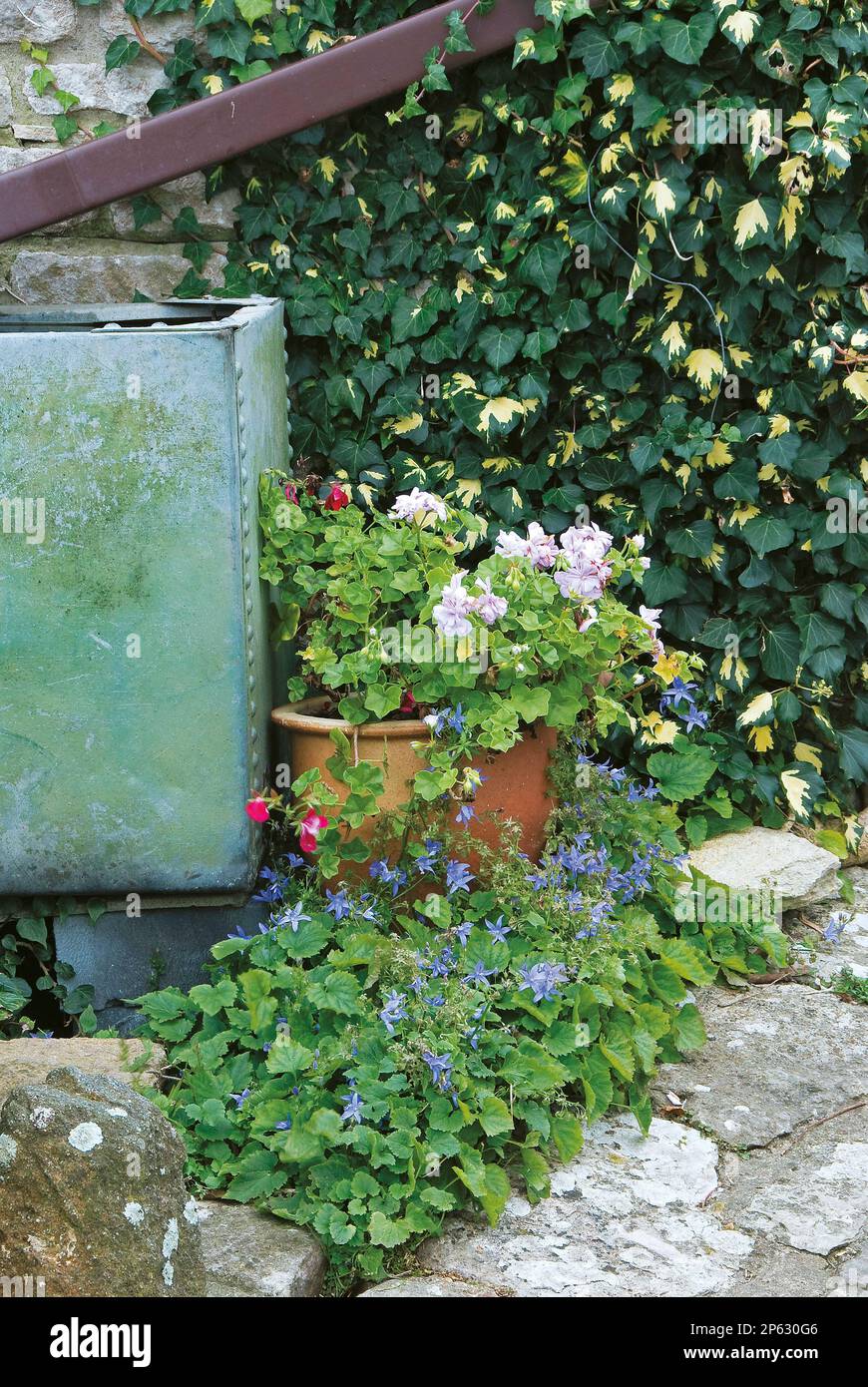 flowers and terracotta pot by verdigris water tank in country garden Stock Photo