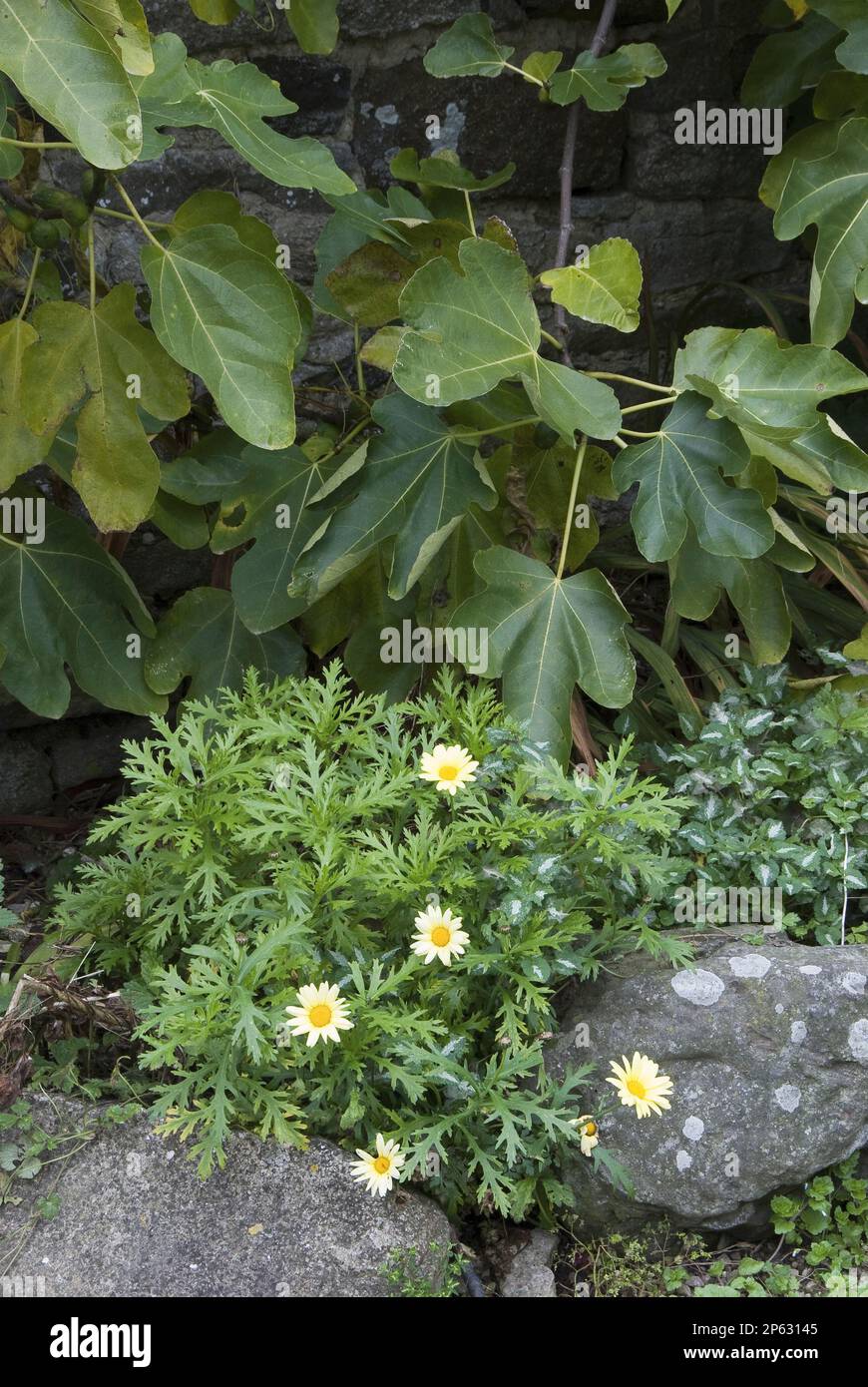 little yellow daises growing over old rocks with backdrop of fig leaves Stock Photo