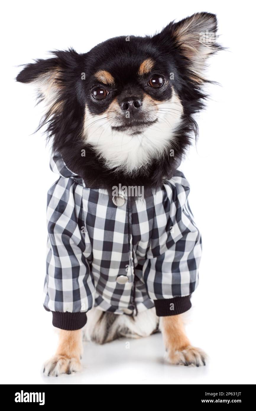 Chihuahua wearing winter coat isolated white backgound Stock Photo