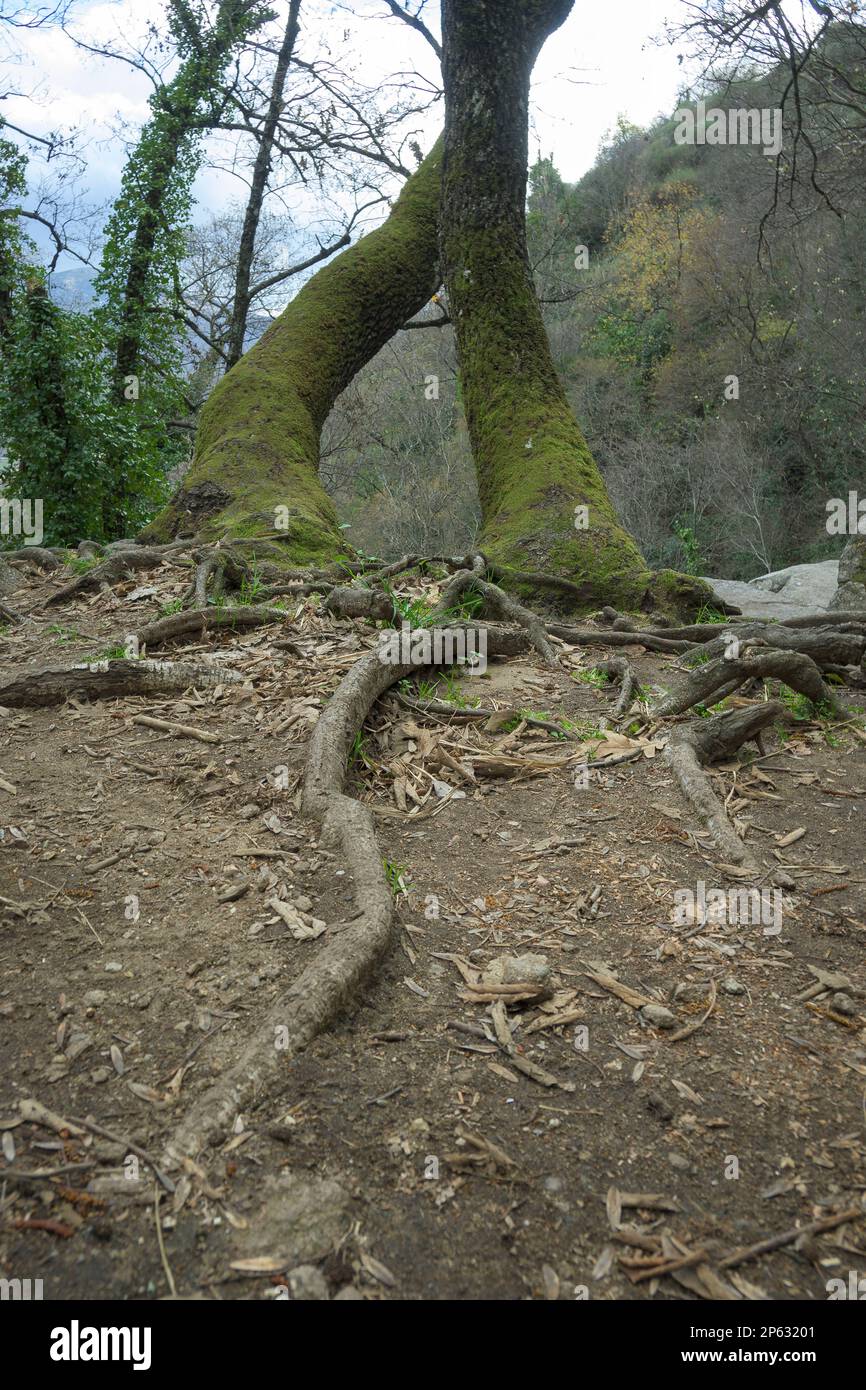 Roots of trees intertwined vertically with moss in a humid area of a