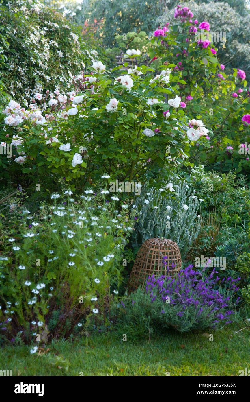 Height in the flower border hi-res stock photography and images - Alamy