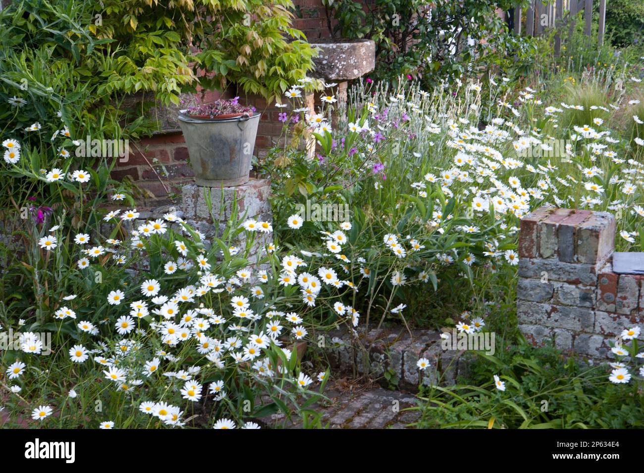 A mass of oxeye daisies (leucanthemum vulgare) grow in graceful