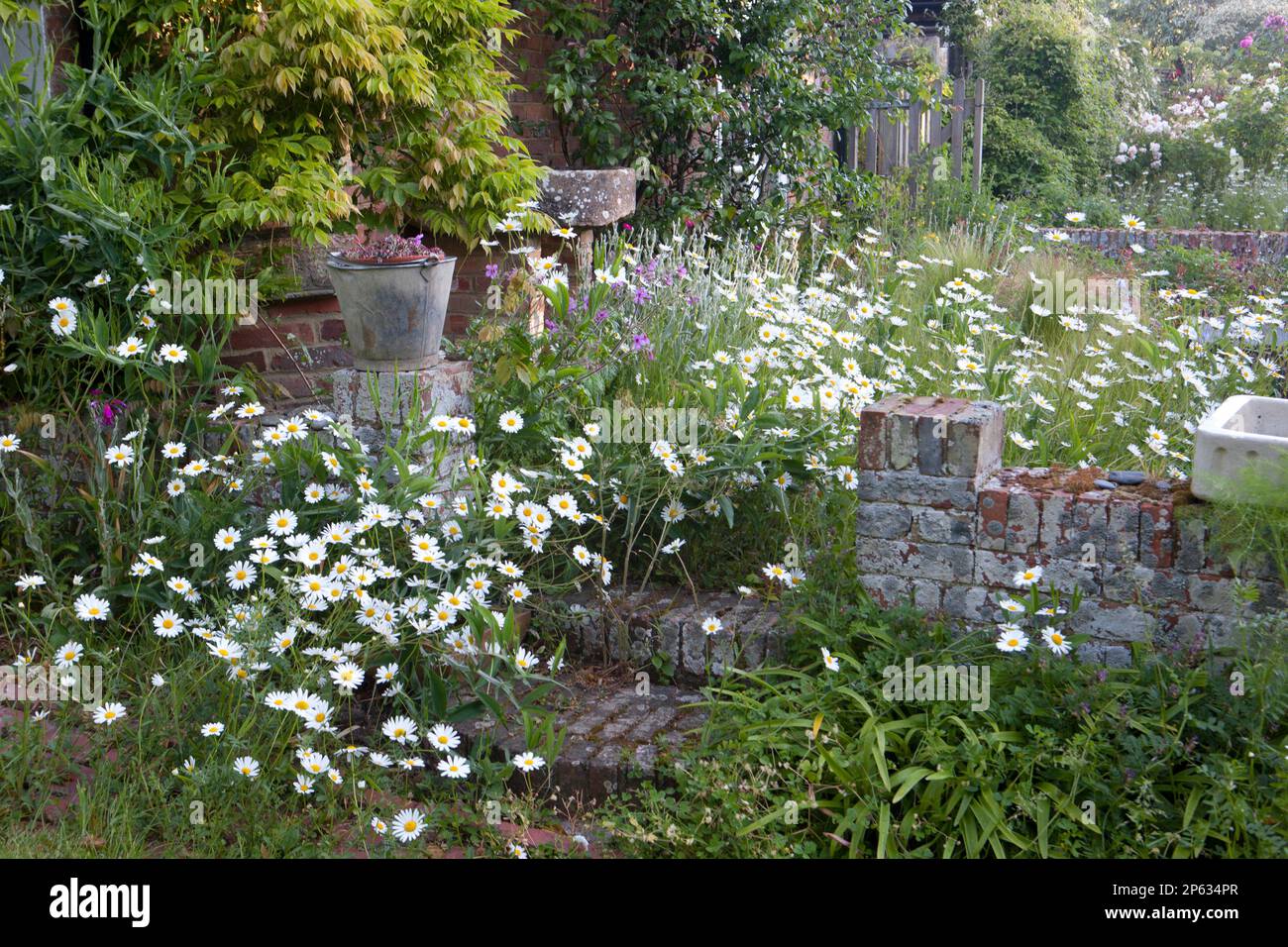 Sue Whigham garden Stock Photo Alamy