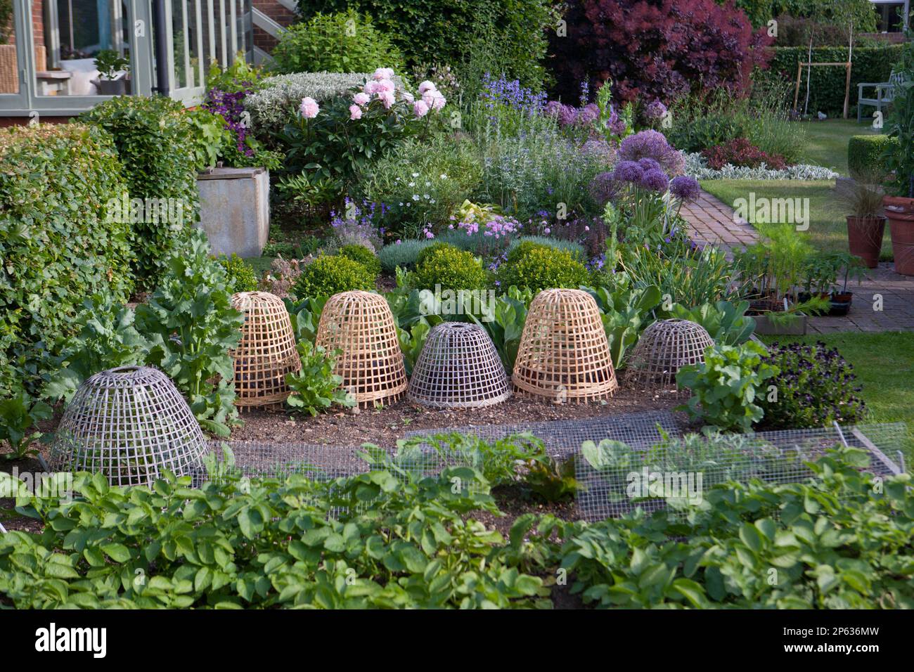 A row of wicker cloches protect tender perennials in the cottage garden