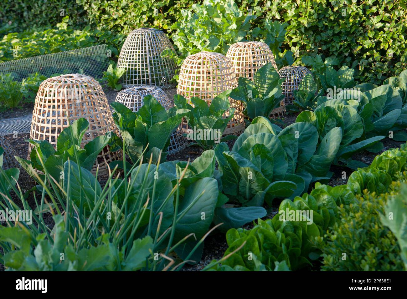 Wicker cone protects tender perennial in summer flower border Stock Photo