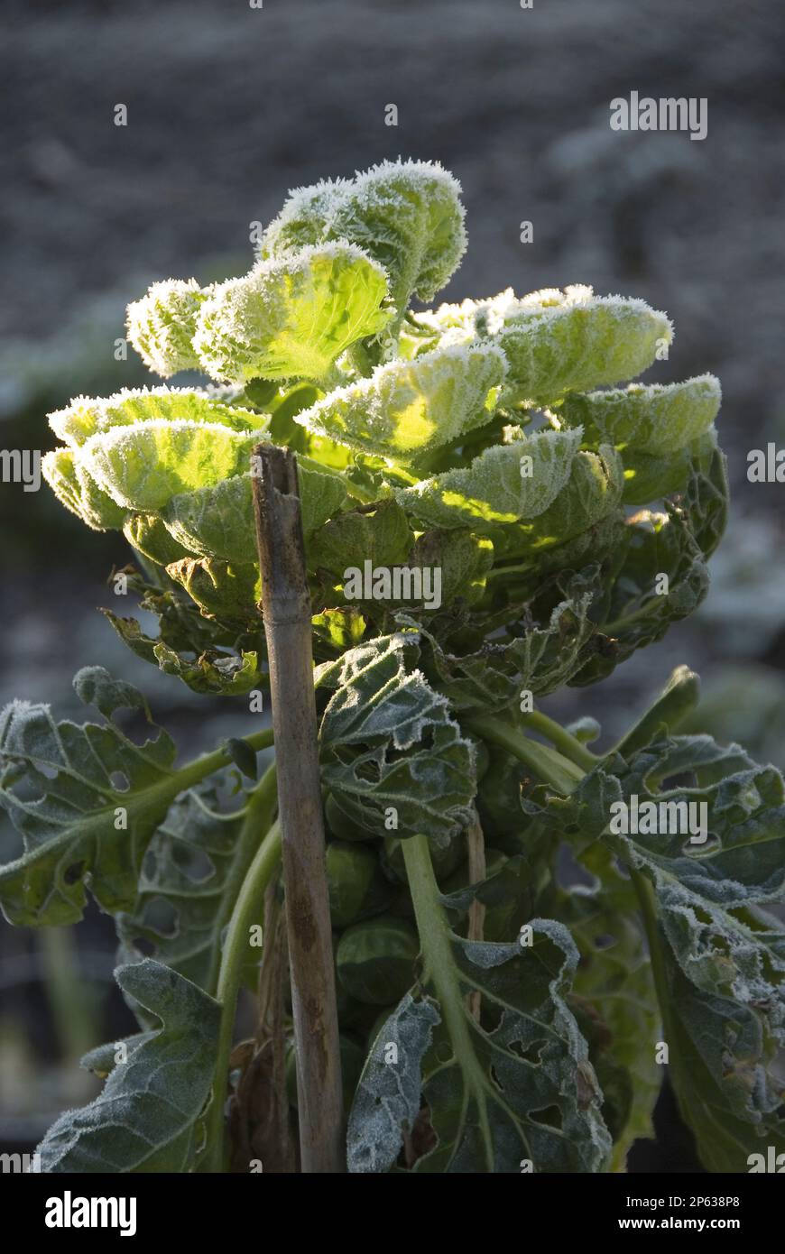frost edging leaves of brussels sprout plant in winter Stock Photo Alamy