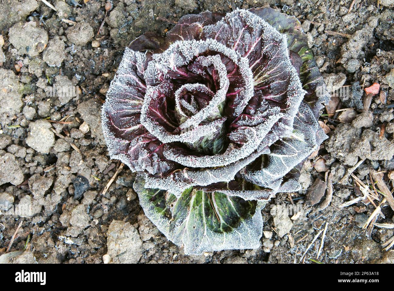 frost edging cabbage in winter garden Stock Photo Alamy