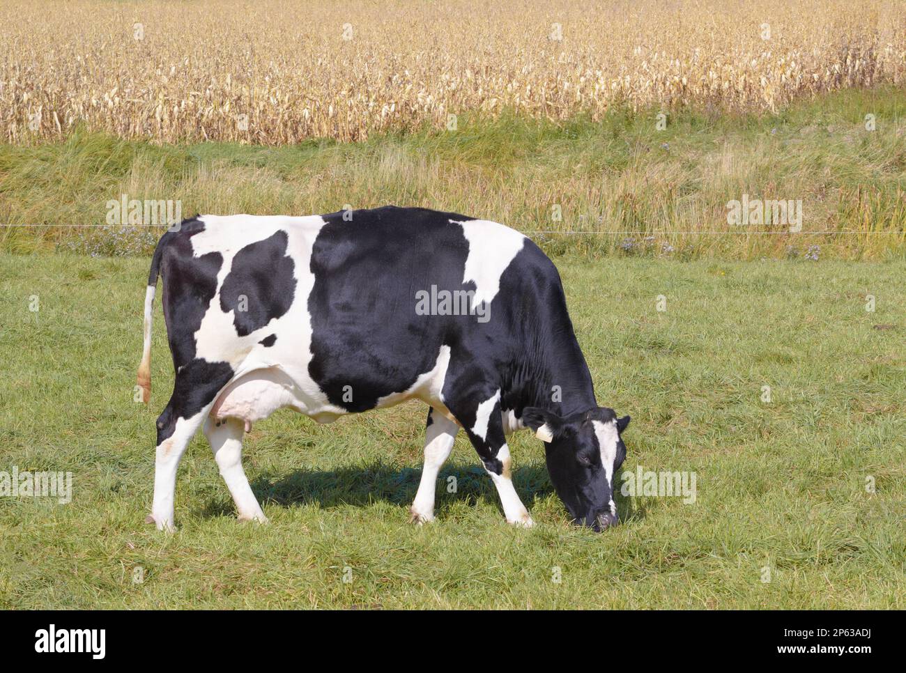 Holstein cow grazing hi-res stock photography and images - Alamy
