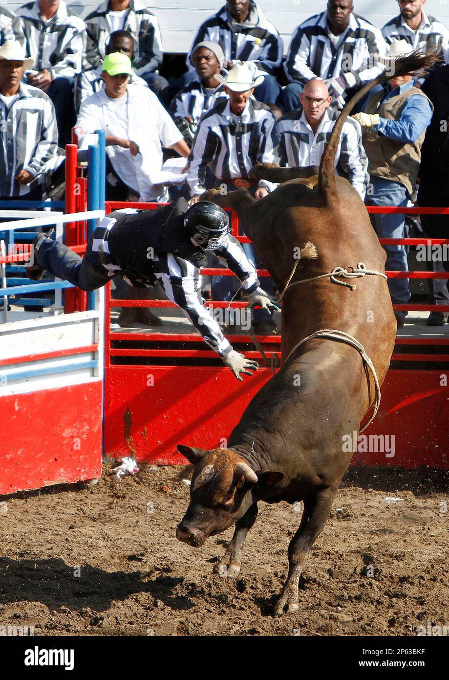 Travis Johnson is thrown from his bull during the Bull Riding ...
