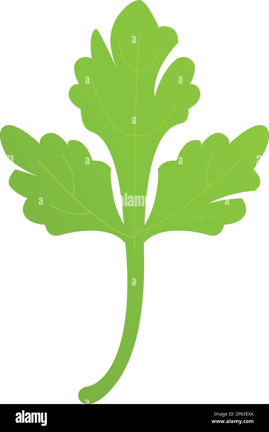 Fresh parsley leaf icon cartoon vector. Herb plant. Food nature Stock Vector