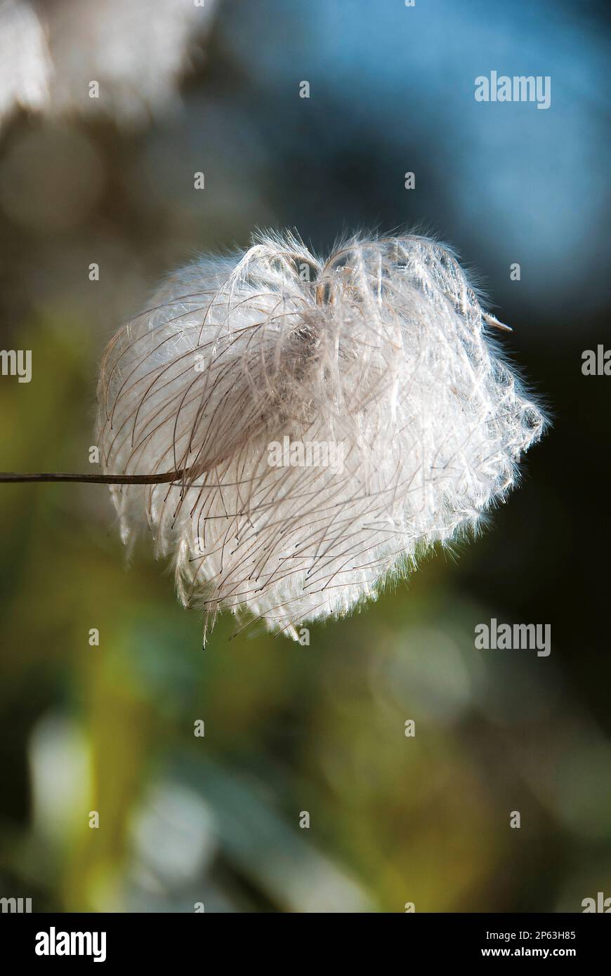 Clematis seed head in winter Stock Photo