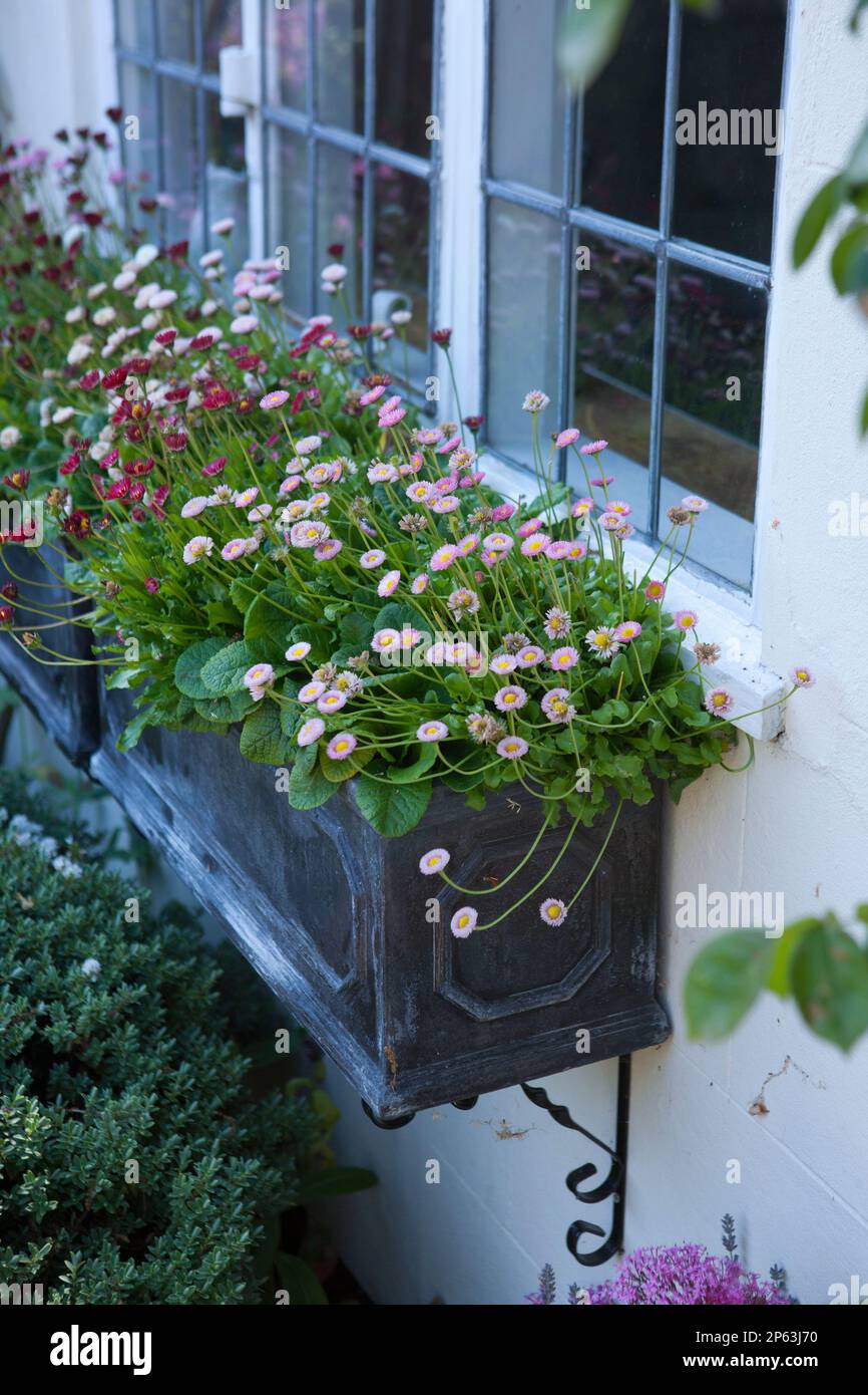window boxes planted with a mix of colourful daisies (Bellis perennis