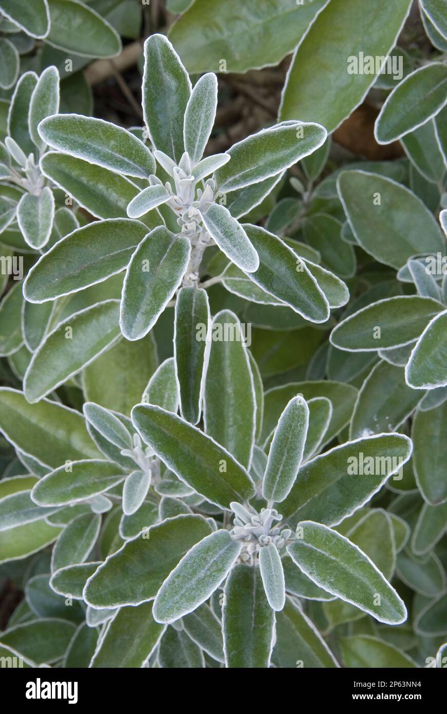 green leaves with white edges shrub winter garden closeup overhead