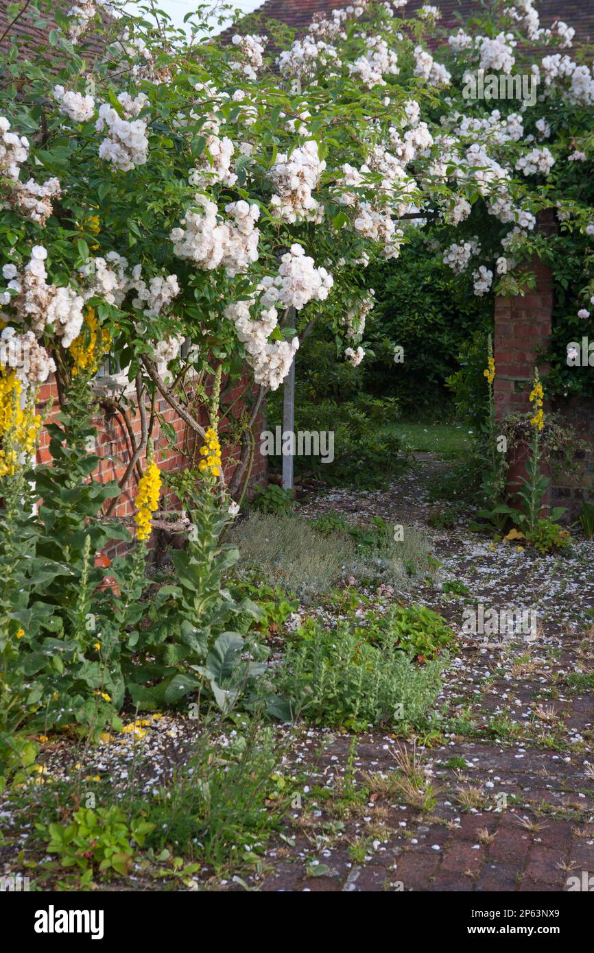 Tumbling Roses White tumbling roses and yellow hollyhocks lead the eye to the open ...