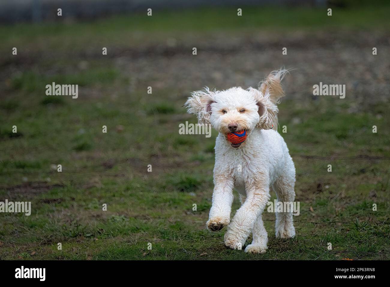 An adorable white canine running across a lush green grassy field, carrying a bright red ball in its mouth Stock Photo