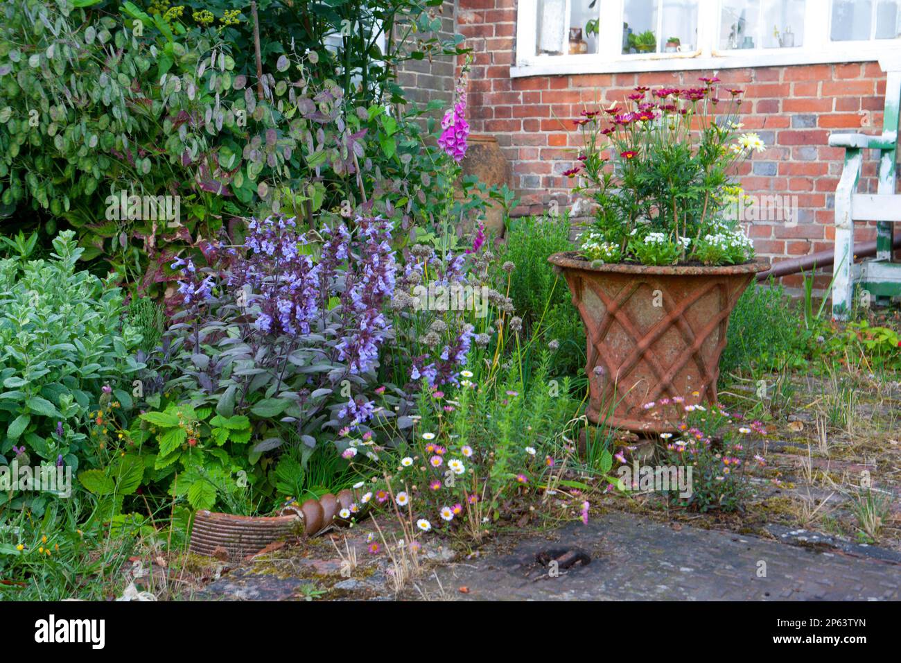 Colourful, informal cottage garden flowers in a quiet corner of the garden Stock Photo