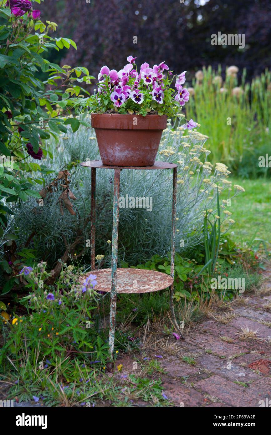 Antique metal stand with pretty pot of violas Stock Photo Alamy