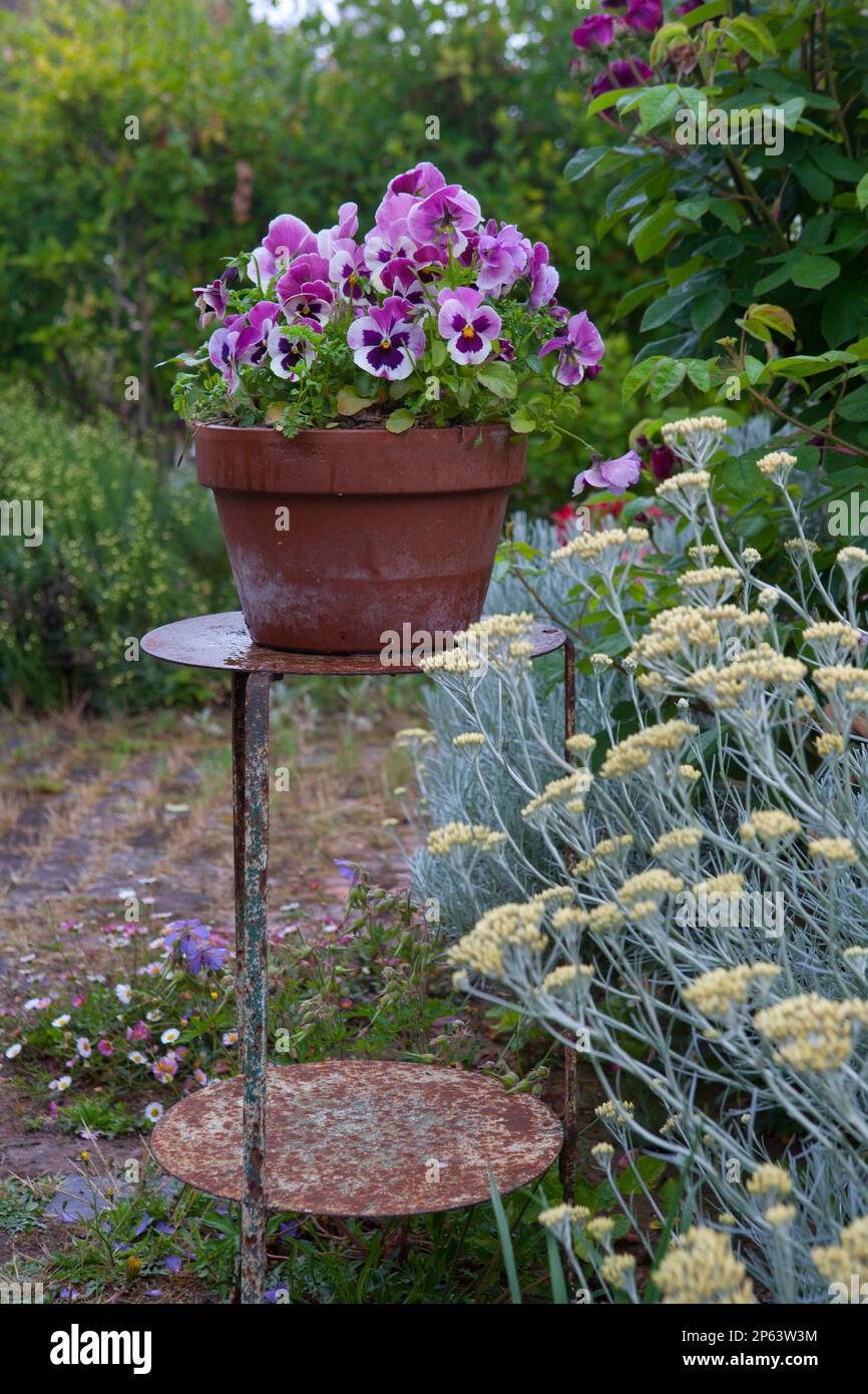 Antique metal stand with pretty pot of violas Stock Photo Alamy