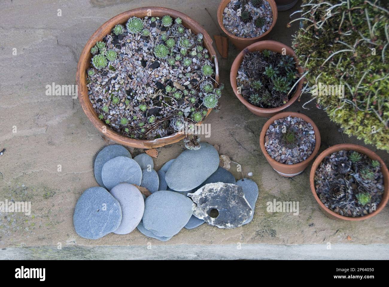overhead of succulents in terracotta pots with flat blue pebbles Stock