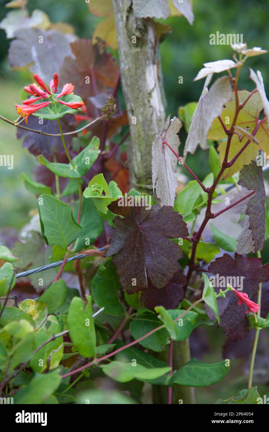 Trumpet honeysuckle (Lonicera sermpervirens) scrambles through a vine Stock Photo Alamy