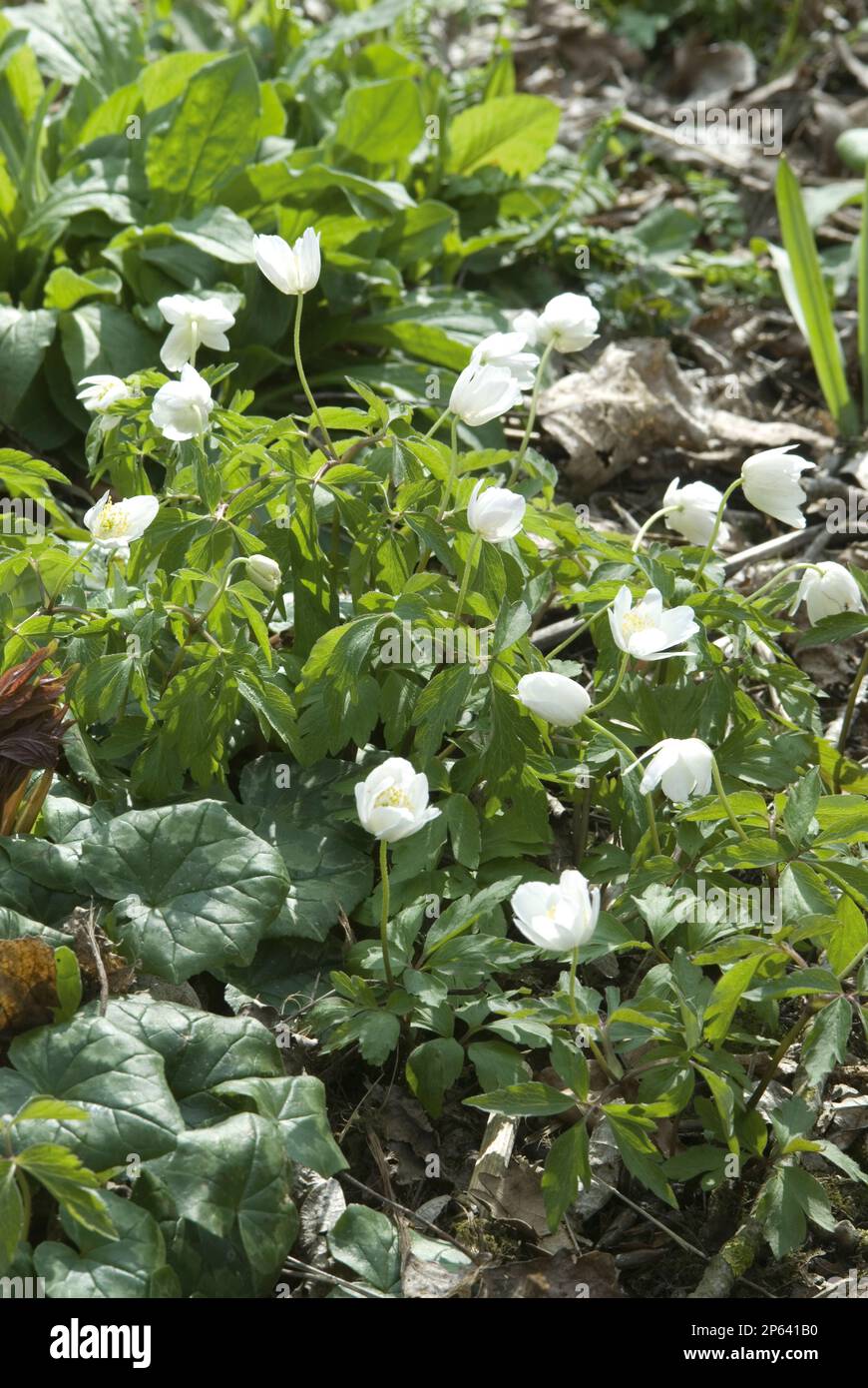 Anemone nemorosa tiny white bell flowers Stock Photo