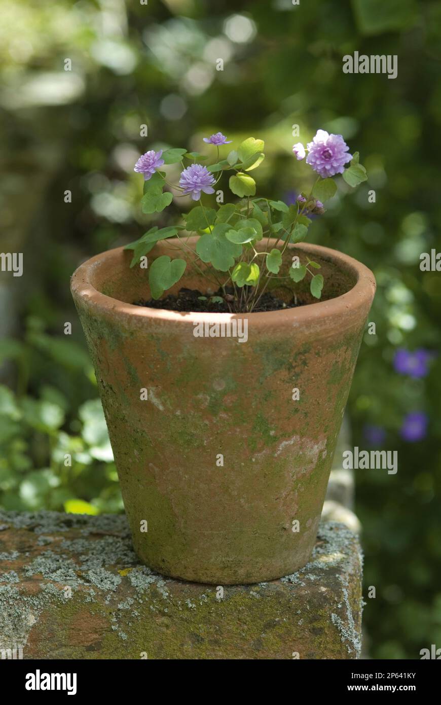 Anemonella 'Oscar Schoaf' little purple flowers in old terracotta pot Stock Photo