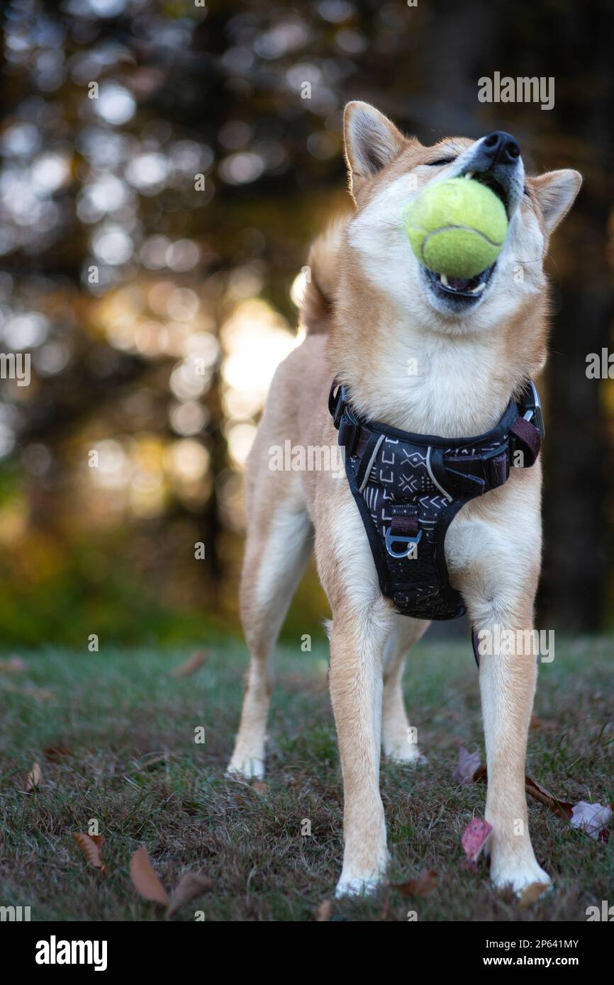 Dog Playing with Tennis Ball Stock Photo Alamy