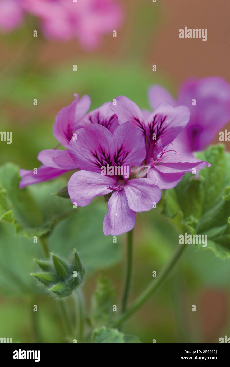 purple pelargonium flower geranium Stock Photo
