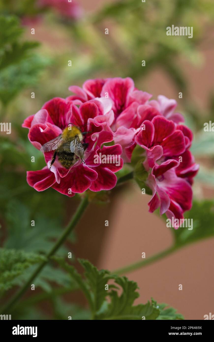 vivid pink red pelargonium flower geranium with bee insect Stock Photo