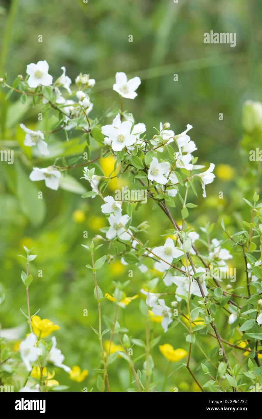 Philadelphus microphyllus white flowers Stock Photo
