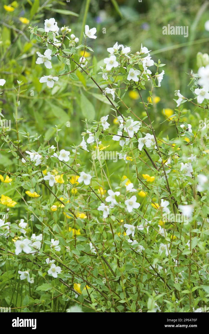 Philadelphus microphyllus white flowers with yellow celandines Stock Photo