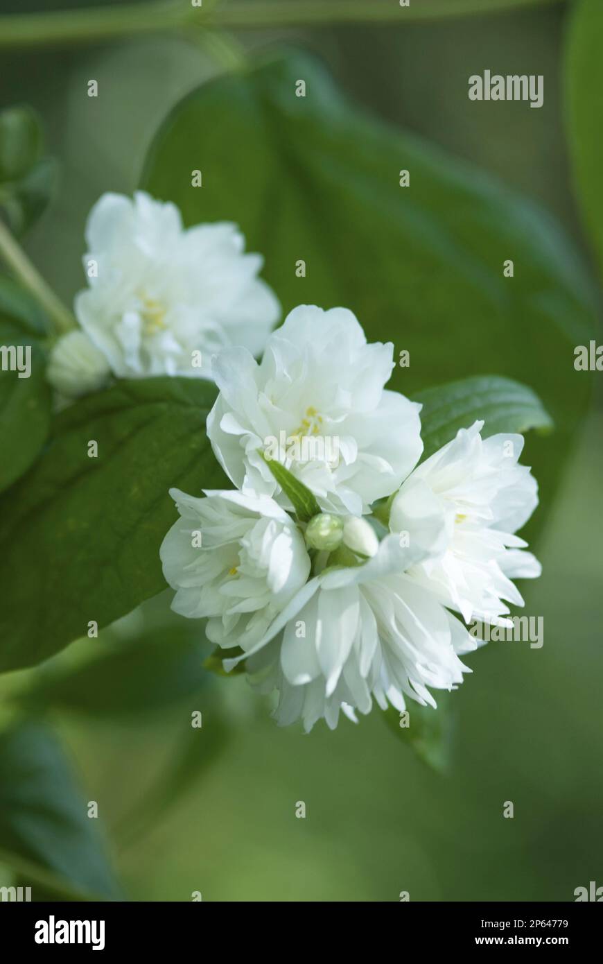 Philadelphus white clustered flower Stock Photo