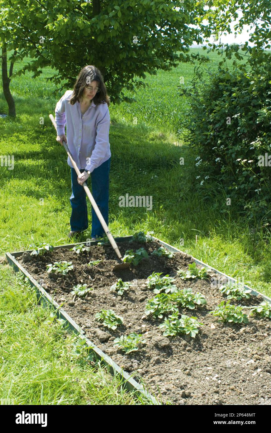 Earthing up potatoes hires stock photography and images Alamy