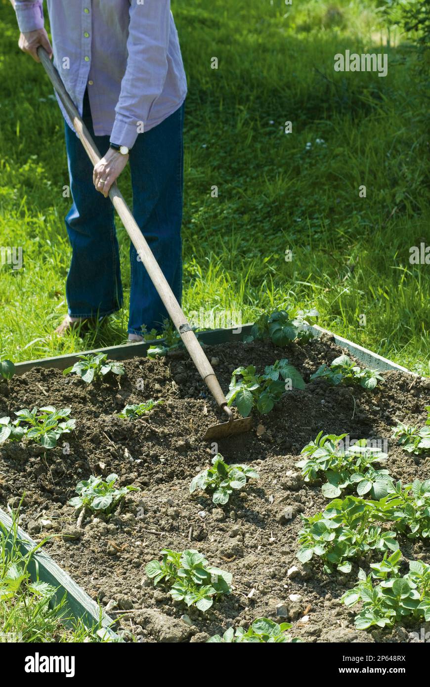 Earthing up potatoes hires stock photography and images Alamy