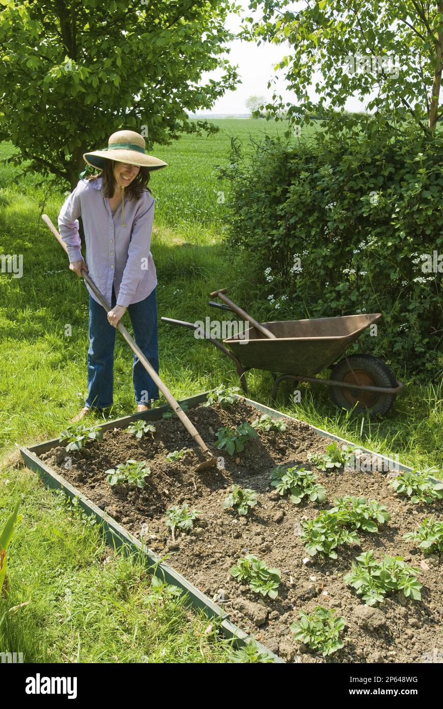 Potatoes earthing up Stock Photo Alamy
