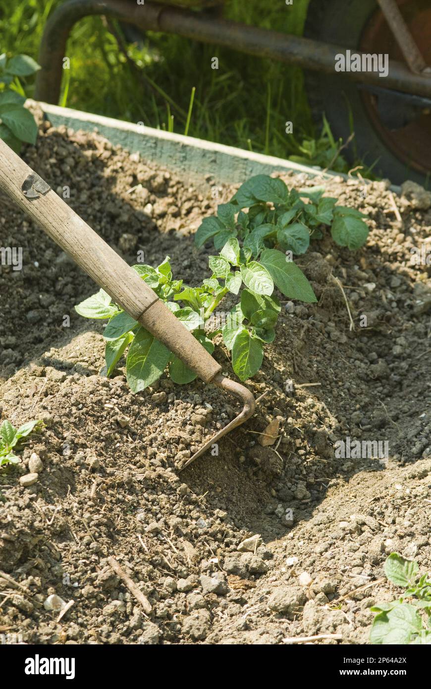 Earthing up potatoes hires stock photography and images Alamy